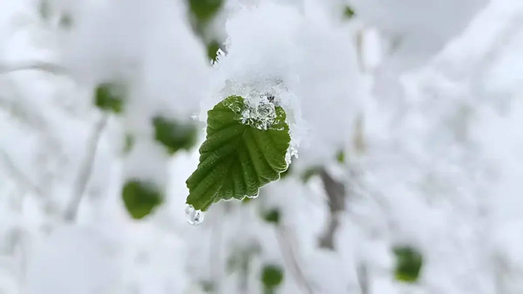 Kepenk donması, kış aylarında en sık karşılaşılan can sıkıcı sorun. Kış aylarında kepenk bakımı